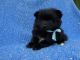 Pomeranian Puppies for sale in Hacienda Heights, CA, USA. price: $999