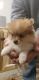 Pomeranian Puppies for sale in Branson, MO 65616, USA. price: $900