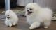 Pomeranian Puppies for sale in Alabama Ave, Brooklyn, NY 11207, USA. price: NA