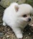 Pomeranian Puppies for sale in Daytona Beach, FL, USA. price: NA