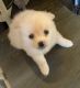 Pomeranian Puppies for sale in Mead Valley, CA 92570, USA. price: NA