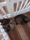 Pomeranian Puppies for sale in Brooksville, FL 34601, USA. price: NA