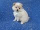 Pomeranian Puppies for sale in Hacienda Heights, CA, USA. price: $999