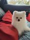 Pomeranian Puppies for sale in Chapel Hill, NC, USA. price: $1,800