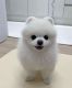 Pomeranian Puppies for sale in Chicago, IL, USA. price: $1,200