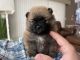 Pomeranian Puppies for sale in Indianapolis, IN, USA. price: $1,200