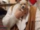 Pomeranian Puppies for sale in Port Angeles, WA 98363, USA. price: NA