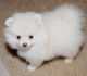 Pomeranian Puppies for sale in TX-1604 Loop, San Antonio, TX, USA. price: NA