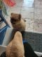 Pomeranian Puppies for sale in Cherry Hill, NJ, USA. price: NA