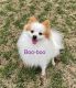 Pomeranian Puppies for sale in Austin, TX, USA. price: $500