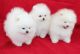 Pomeranian Puppies for sale in Agnes Ave, Brentwood, MO 63144, USA. price: NA