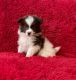 Pomeranian Puppies for sale in La Habra, CA 90631, USA. price: $599