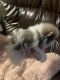 Pomeranian Puppies for sale in Waterloo, IN 46793, USA. price: NA