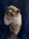 Pomeranian Puppies for sale in Amarillo, TX, USA. price: NA