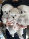 Pomeranian Puppies for sale in Glendale, CA, USA. price: $3,500