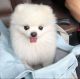 Pomeranian Puppies for sale in Chicago, IL, USA. price: $1,200