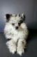 Pomeranian Puppies for sale in Sedro-Woolley, WA 98284, USA. price: NA