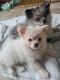 Pomeranian Puppies for sale in Sedro-Woolley, WA 98284, USA. price: NA