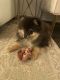 Pomeranian Puppies for sale in Fresh Meadows, Queens, NY, USA. price: $1,500
