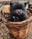 Pomeranian Puppies for sale in Redding, CA, USA. price: NA