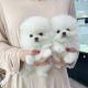 Pomeranian Puppies for sale in Dallas, TX, USA. price: $550