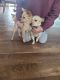 Pomeranian Puppies for sale in Cedar Springs, MI 49319, USA. price: $550