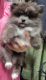 Pomeranian Puppies for sale in Fairview Heights, IL, USA. price: $1,600