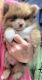 Pomeranian Puppies for sale in Fairview Heights, IL, USA. price: $1,800