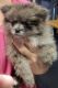 Pomeranian Puppies for sale in Fairview Heights, IL, USA. price: $1,400