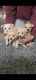 Pomeranian Puppies for sale in Cedar Springs, MI 49319, USA. price: $350