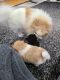 Pomeranian Puppies for sale in Elizabeth City, NC 27909, USA. price: $1,000