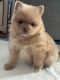 Pomeranian Puppies for sale in Commerce City, CO, USA. price: $1,200