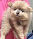 Pomeranian Puppies for sale in Fairview Heights, IL, USA. price: $1,400