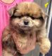 Pomeranian Puppies for sale in Fairview Heights, IL, USA. price: $850