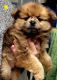 Pomeranian Puppies for sale in Fairview Heights, IL, USA. price: $900