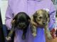 Pomeranian Puppies for sale in Philadelphia, PA, USA. price: $850