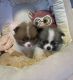 Pomeranian Puppies for sale in Auburn, CA, USA. price: $600