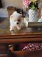 Pomeranian Puppies for sale in Braselton, GA, USA. price: $1,800