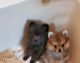 Pomeranian Puppies for sale in Millbrook, AL, USA. price: NA