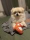 Pomeranian Puppies for sale in Jurupa Valley, CA, USA. price: $400