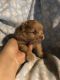 Pomeranian Puppies for sale in Columbia, MS 39429, USA. price: $650