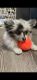 Pomeranian Puppies for sale in Henderson, NV, USA. price: $2,500