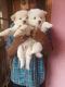 Pomeranian Puppies for sale in Thiruvananthapuram, Kerala, India. price: 3500 INR