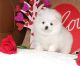 Pomeranian Puppies for sale in Florida St, San Francisco, CA, USA. price: NA