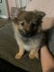 Pomeranian Puppies for sale in Wilmington, NC, USA. price: $950