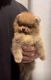 Pomeranian Puppies for sale in Montclair, CA 91763, USA. price: NA
