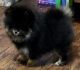 Pomeranian Puppies for sale in Tumwater, WA, USA. price: $1,000