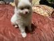 Pomeranian Puppies for sale in Chicago, IL, USA. price: $1,100
