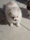 Pomeranian Puppies for sale in Montevallo, AL 35115, USA. price: $120,000