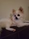 Pomeranian Puppies for sale in Anderson, SC, USA. price: $1,000